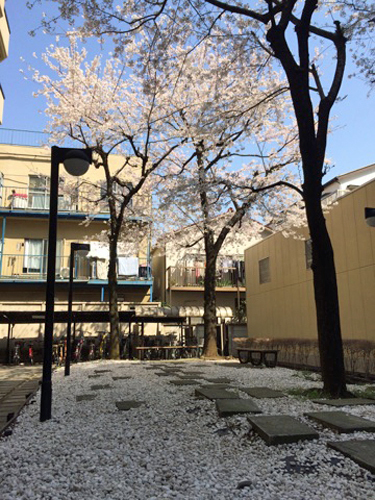 東館と西館の間にある中庭 春に桜が咲きます♪